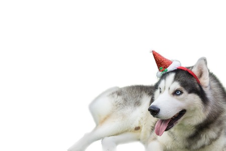 Chrismas Concept. Siberian husky dressed santa clus laying on the floor with isolate white...