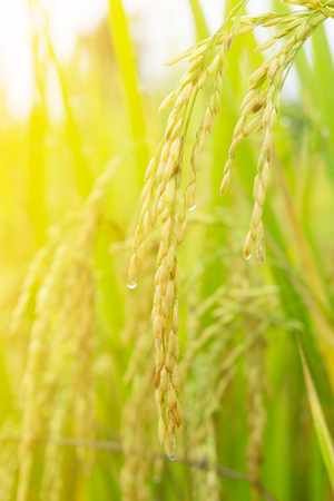 Close up paddy rice plant in the field with sun light.の写真素材