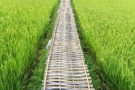 The wooden bridge walk throgh for view or harvest with rice field on the left and right side in the clear day,の写真素材