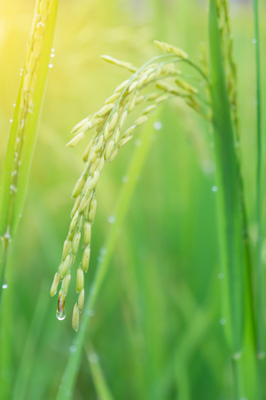 Close up green paddy rice plant in the field with sun light in the morning.の写真素材