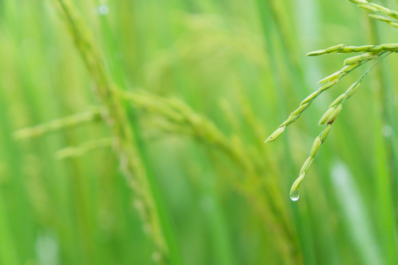 Close up paddy rice plant in the field with water drop in the fresh morning.の写真素材