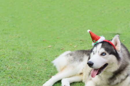 Christmas and Happy new year concept. Siberian husky dog dressed santa claus and  lying on the green grass in the christmas event.の写真素材