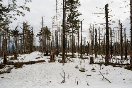 old forest damaged by fowl calamity in an area where logging is prohibited, old woods are historically without intervention by humans after attack by fowl in winterの写真素材