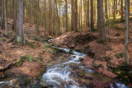 brook during snow melting in spring and tusk fallen leaves from autumn, Czechの写真素材