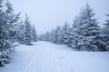 Gorgeous winter landscape in the mountains at snowy visibility with fog in the background, Czech Lysa Mountainの写真素材
