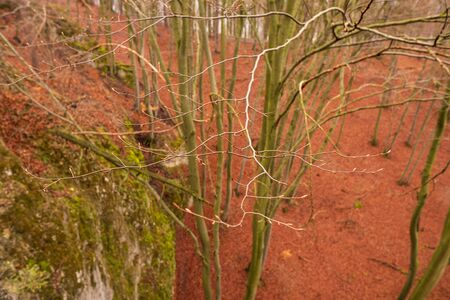 buds on tree branches in spring forest with still fallen leaves from autumnの写真素材