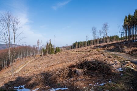 tree stumps after felling a tree in the mountains, Czech Beskydyの写真素材