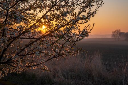 sunrise in the fields with blooming cherry tree in front and forest in the backgroundの写真素材