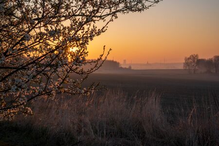 sunrise in the fields with blooming cherry tree in front and forest in the backgroundの写真素材