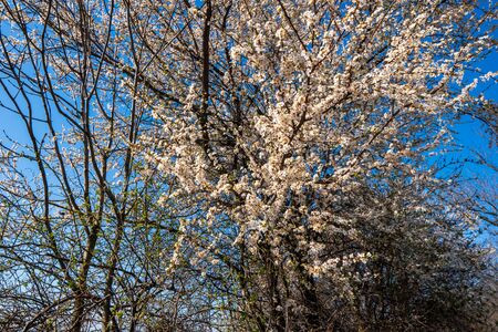 Blossoming cherry tree in spring, czechの写真素材