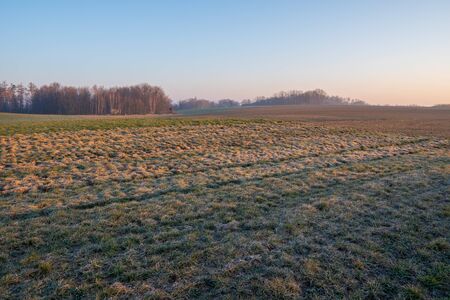 Field at sunrise with a little fog and beautiful colors in springの写真素材