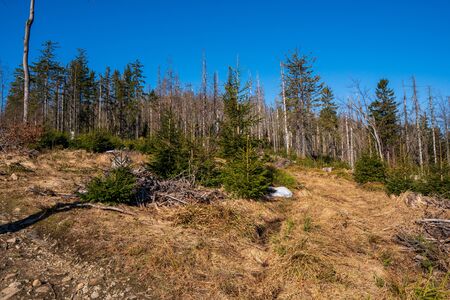 Old ruined forest on mountain top, Czech and slovakia border Velky Polomの写真素材