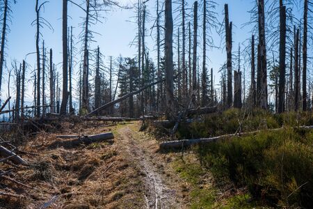 Old ruined forest on mountain top, Czech and slovakia border Velky Polomの写真素材