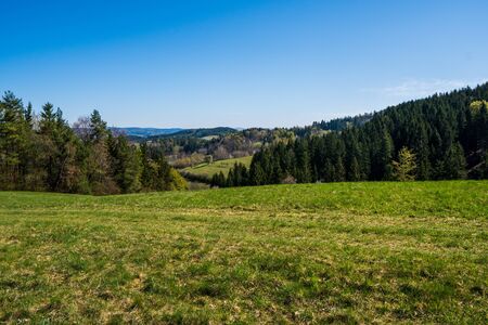 meadow in the mountains with flowering trees and forests around on a sunny dayの写真素材