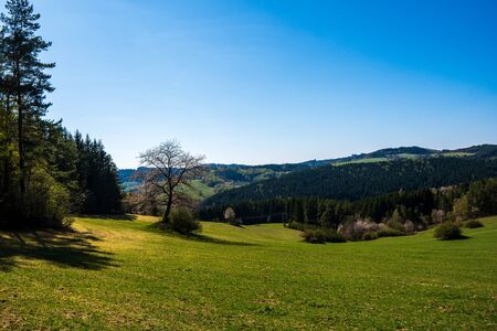 tree branches on a meadow in the mountains in spring on a sunny dayの写真素材