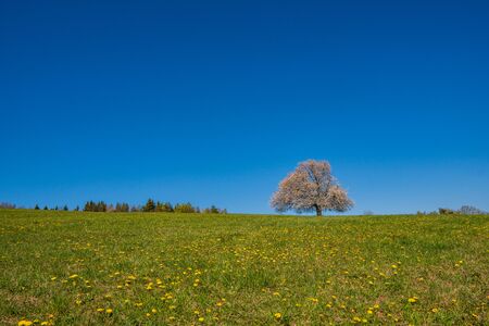 flowering cherry tree on a meadow in the mountains in spring on a sunny dayの写真素材