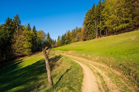 field in the mountains with flowering trees and forests around on a sunny spring day, czechの写真素材