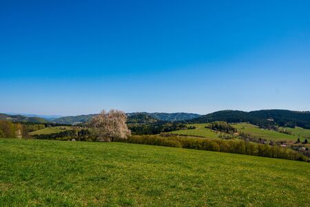 flowering cherry tree on a meadow in the mountains in spring on a sunny dayの写真素材