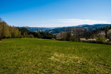meadow in the mountains with flowering trees and forests around on a sunny spring dayの写真素材