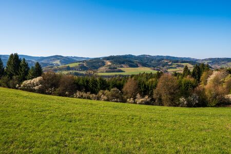 meadow in the mountains with flowering trees and forests around on a sunny spring dayの写真素材