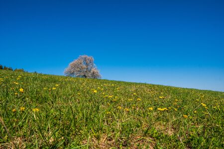flowering cherry tree on a meadow in the mountains in spring on a sunny dayの写真素材