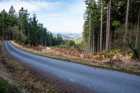 asphalt road in the mountains with spruce forestsの写真素材