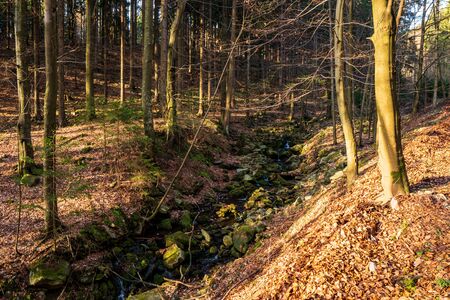 stream in the mountains in autumn with leaves on the groundの写真素材