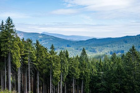 view of beautiful spruce forests in the mountains , czech beskydyの写真素材