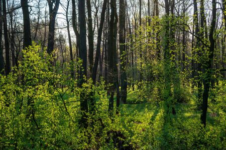 beautiful forest with green grass at sunrise, Czech Republicの写真素材
