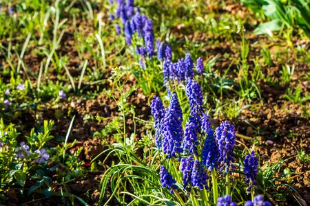 Blue muscari flowers and green grass aroundの写真素材