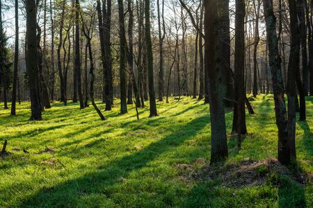 beautiful forest with green grass at sunrise, Czech Republicの写真素材