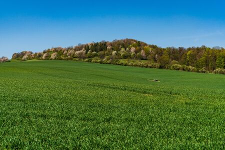 green pastures in spring with flowering trees, Czech Beskydyの写真素材