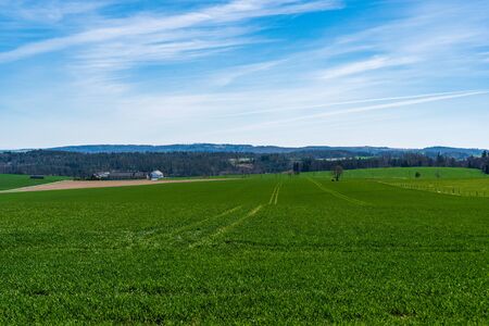 green field of wheat with trees in the background and beautiful skyの写真素材