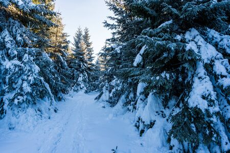 road in winter taken out by tourists among the trees, slovakia velky choc 12.1.2020の写真素材