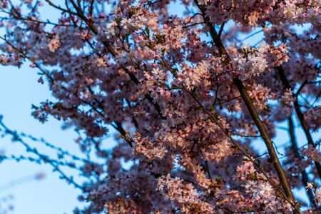 Blooming blossom of sakura tree in pink colorの写真素材