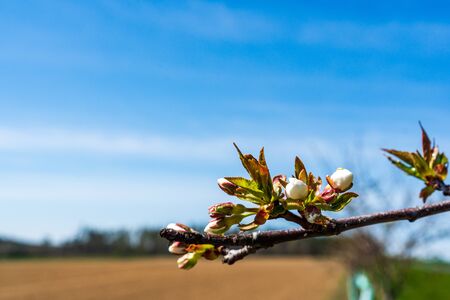 flowering branches of apple trees in Bohemia in springの写真素材