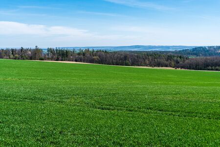 green field of wheat with trees in the background and beautiful skyの写真素材