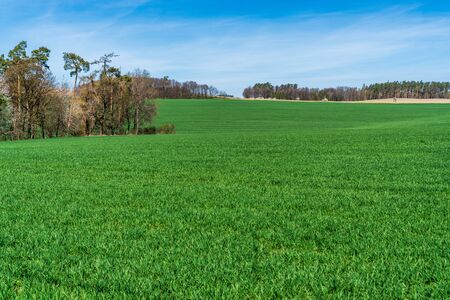 wheat in spring on a field with a beautiful sky with trees in the backgroundの写真素材