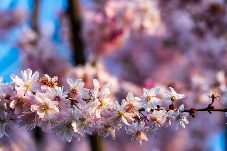 Blooming blossom of sakura tree in pink colorの写真素材