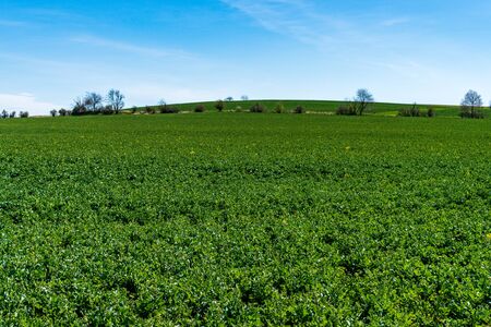 green rapeseed field with beautiful skyの写真素材