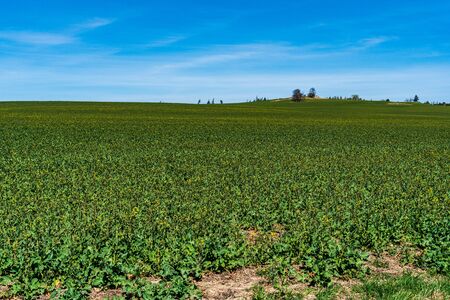 green rapeseed field with beautiful skyの写真素材