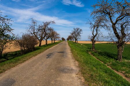 asphalt road in the fields with flowering trees on the edges, beautiful blue sky, czech jesenikyの写真素材