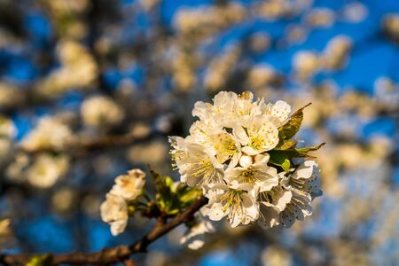 blooming white cherry blossoms beautifully in spring at sunriseの写真素材