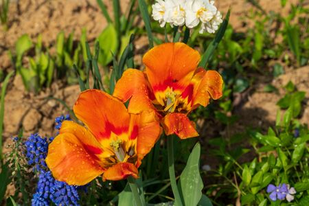 orange tulips with leaves and soil in the backgroundの写真素材