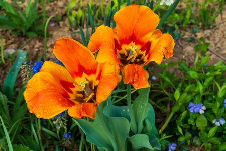 orange tulips with dew on leaves and soil in the backgroundの写真素材