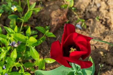 red tulip and in the background green leaves with soilの写真素材