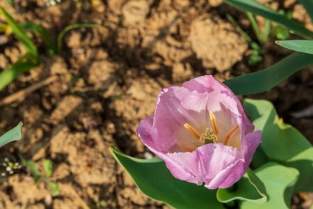 pink and white tulip sway from the topの写真素材