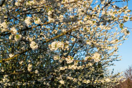 blooming white cherry blossoms beautifully in spring at sunriseの写真素材