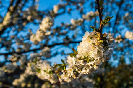 blooming white cherry blossoms beautifully in spring at sunrise