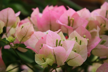 Bougainvillea flowers